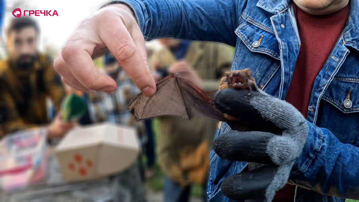 bat4