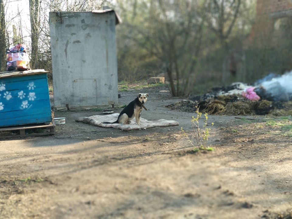 Файно маркет піклується про безпритульних тварин міста — Інформаційний ...