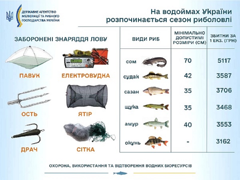 ryba infografika