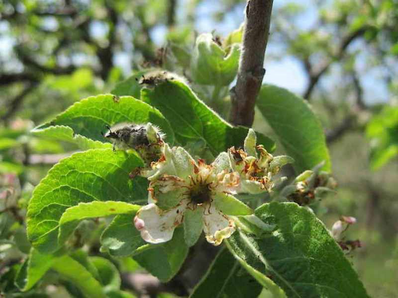 Жуки на цветах яблони фото и борьба