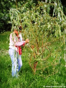 свято Купайла 2