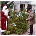 Кіровоград. Молодіжний журнал "Гречка" www.gre4ka.com.ua [Жителі Кіровоградщини купили ялинок майже на 2 мільйони]