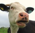 Кіровоград. Молодіжний журнал "Гречка" www.gre4ka.com.ua З ями дістали... корову!