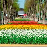 Кіровоград. Молодіжний журнал "Гречка" www.gre4ka.com.ua Кіровоградська "країна тюльпанів" святкує 15 річницю