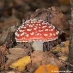 Кіровоград. Молодіжний журнал "Гречка" www.gre4ka.com.ua На Кіровоградщині грибами отруїлися шестеро людей