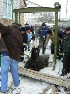 Кіровоград. Молодіжний журнал "Гречка" www.gre4ka.info У Кіровограді зі зливної ями витягли...коня 