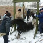 Кіровоград. Молодіжний журнал "Гречка" www.gre4ka.info У Кіровограді зі зливної ями витягли...коня