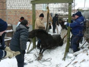 Кіровоград. Молодіжний журнал "Гречка" www.gre4ka.info У Кіровограді зі зливної ями витягли...коня