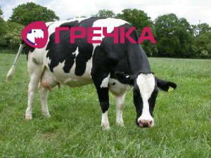 www.gre4ka.info - Інформаційний портал