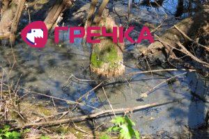 www.gre4ka.info - Інформаційний портал Гречка.