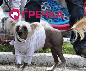 www.gre4ka.info