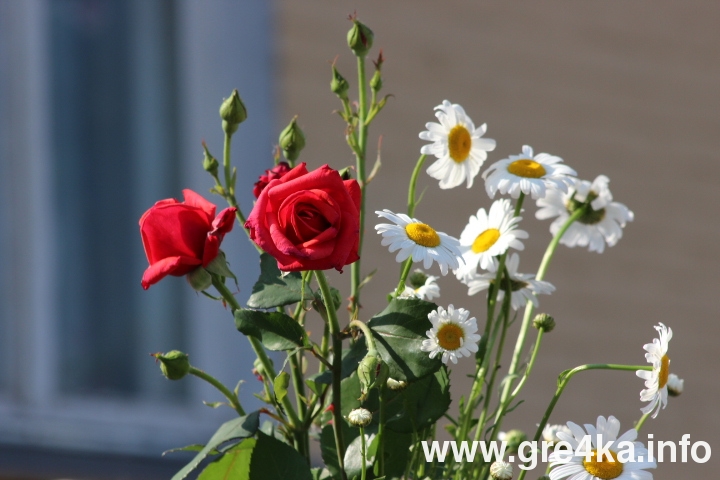 www.gre4ka.info