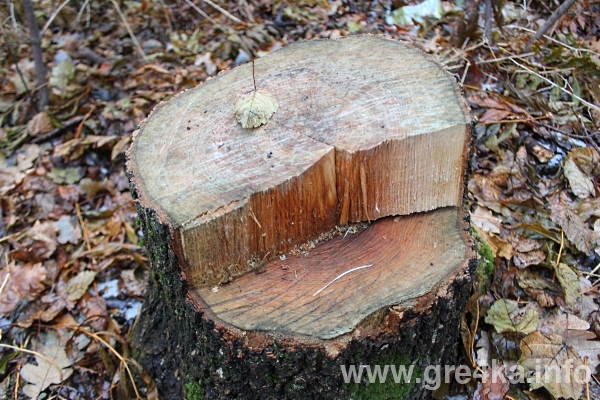 www.gre4ka.info