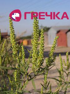 www.gre4ka.info