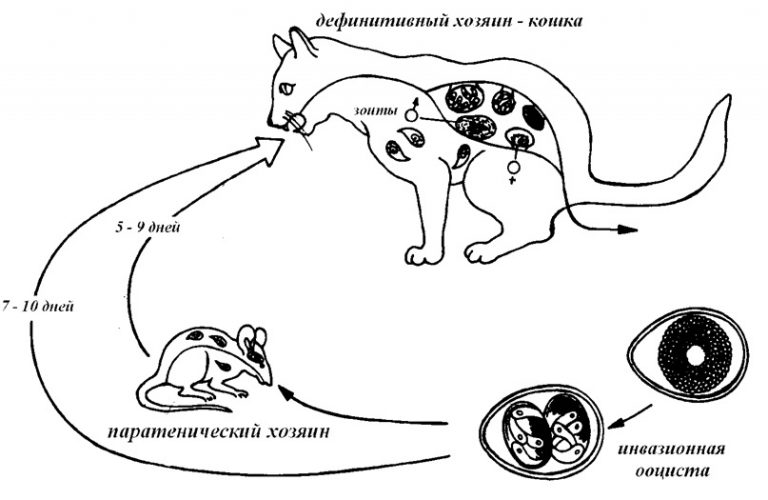 криптодіоз1 768x500