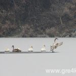 watermarked leb1