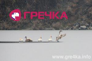 watermarked leb1