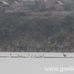 watermarked leb2