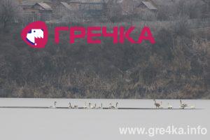 watermarked leb2