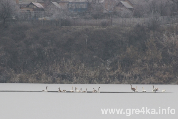watermarked leb2