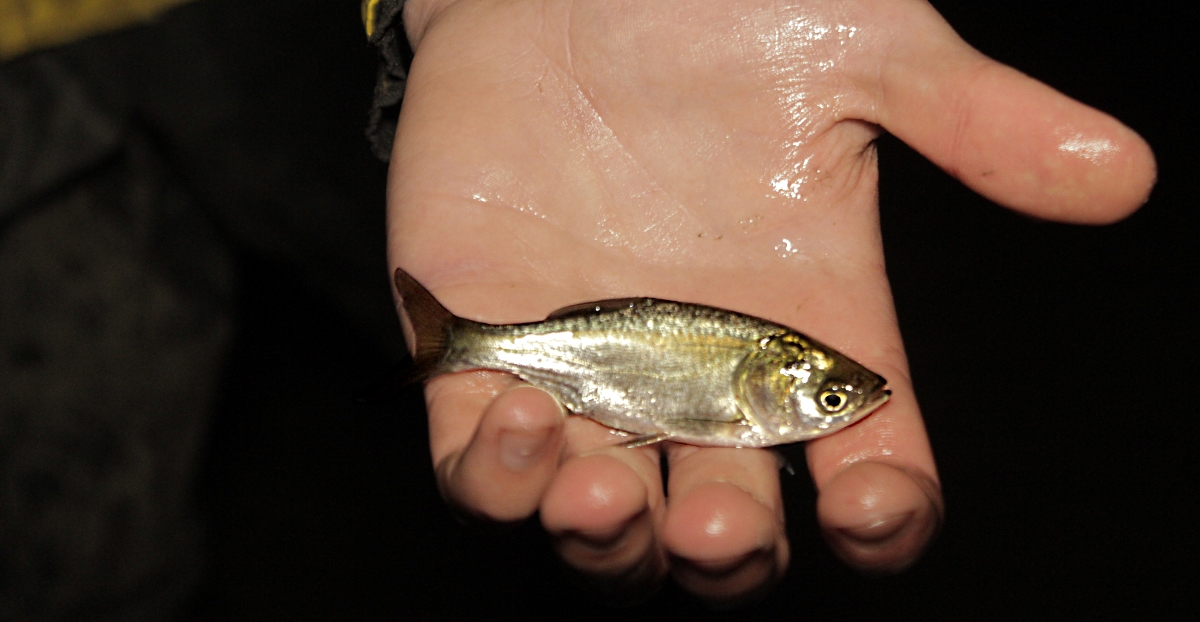chub9