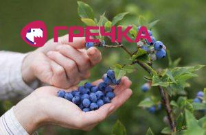 Картинки по запросу лохина