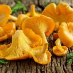 Отруїлися лисичками