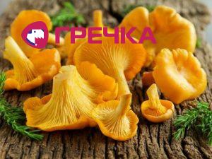 Отруїлися лисичками