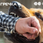 Сказ у домашніх котів та собак ознаки хвороби