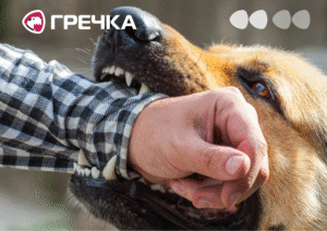 Сказ у домашніх котів та собак ознаки хвороби