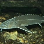rib1