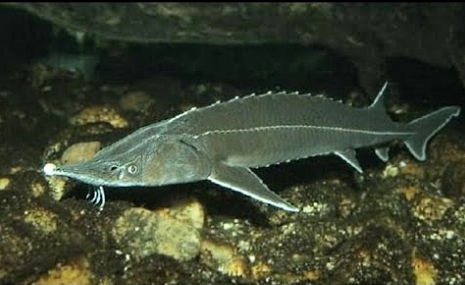 rib1