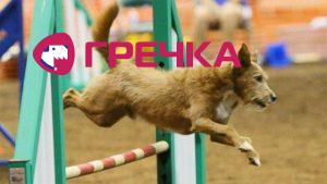 dvornyaga sobaka ne grshe porodistih opis harakter porodi 116