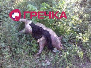 84bd8bd55711fc1be7650ea3945868c3 L