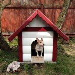 dog house 11