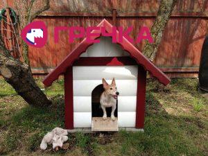 dog house 11