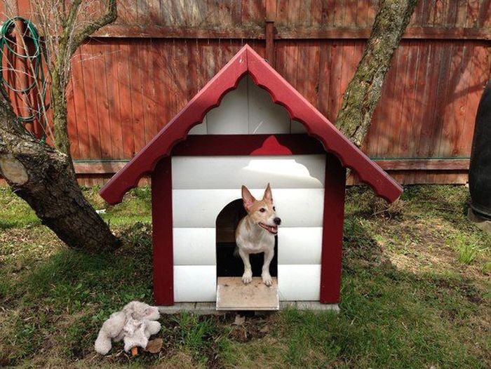 dog house 11