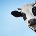 vache