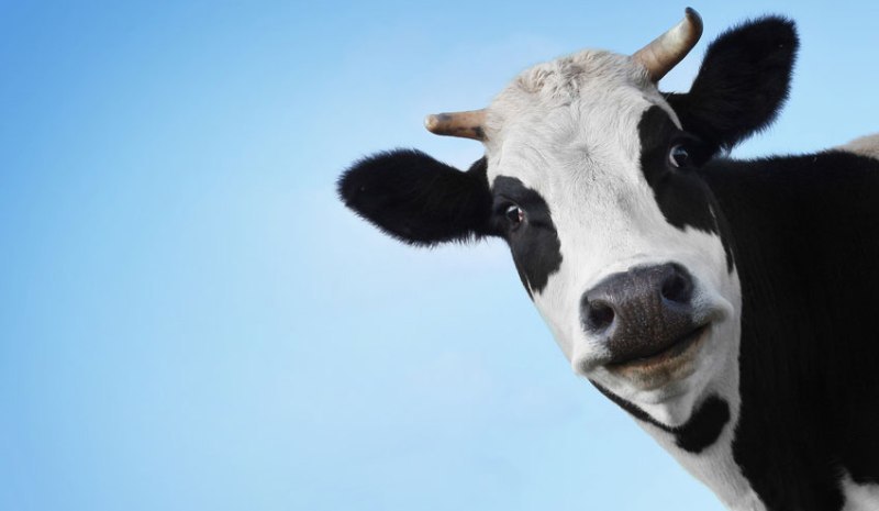 vache