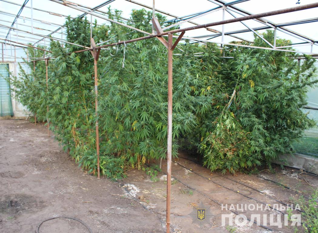 конопля