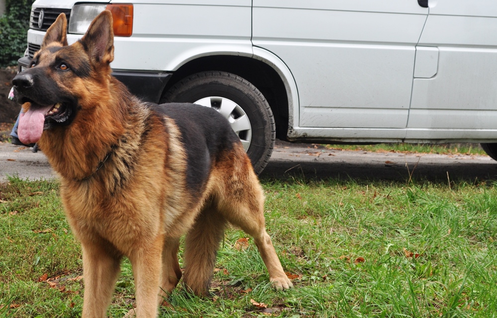 kisto 2