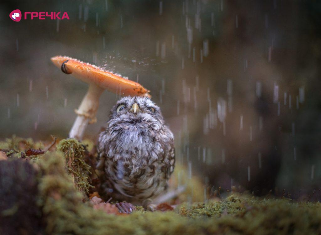 pohoda