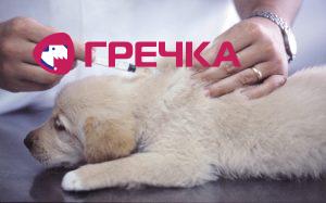 privivki ot beshenstva blya sobak