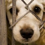 dog in animal shelter behind fence 1000x500