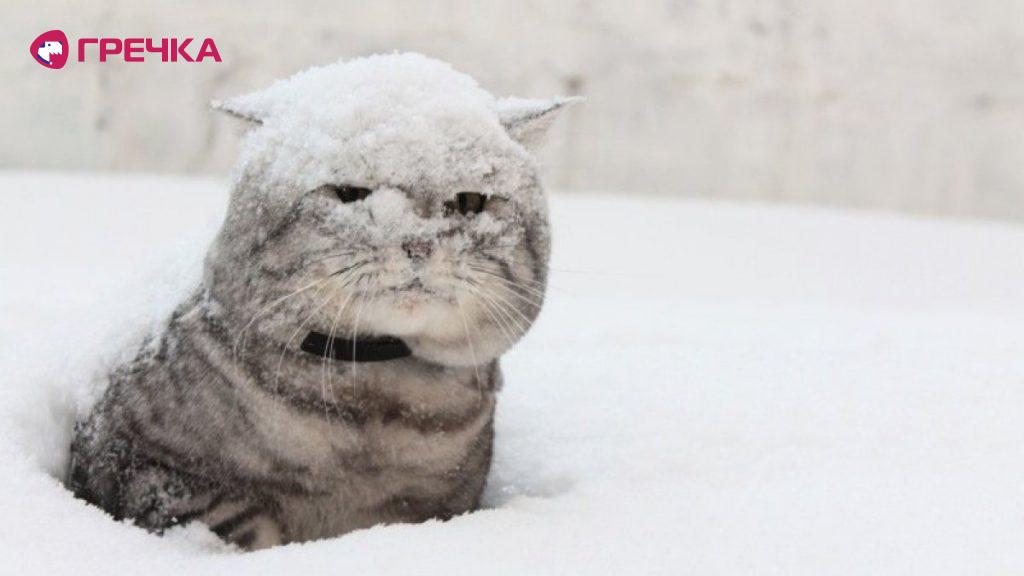 kitsnig