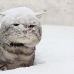 kitsnig