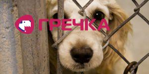 dog in animal shelter behind fence 1000x500