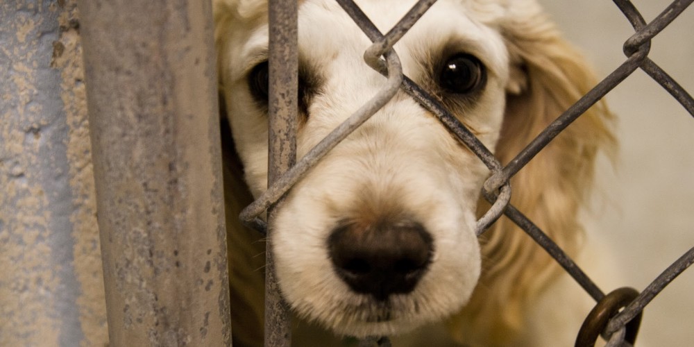 dog in animal shelter behind fence 1000x500