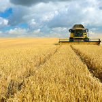 wheat
