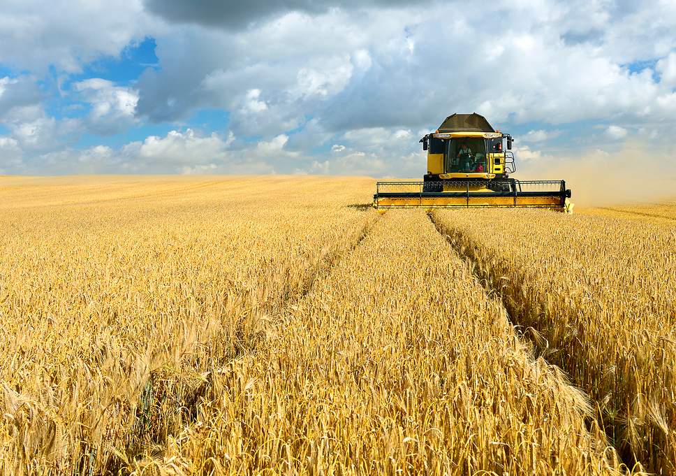 wheat